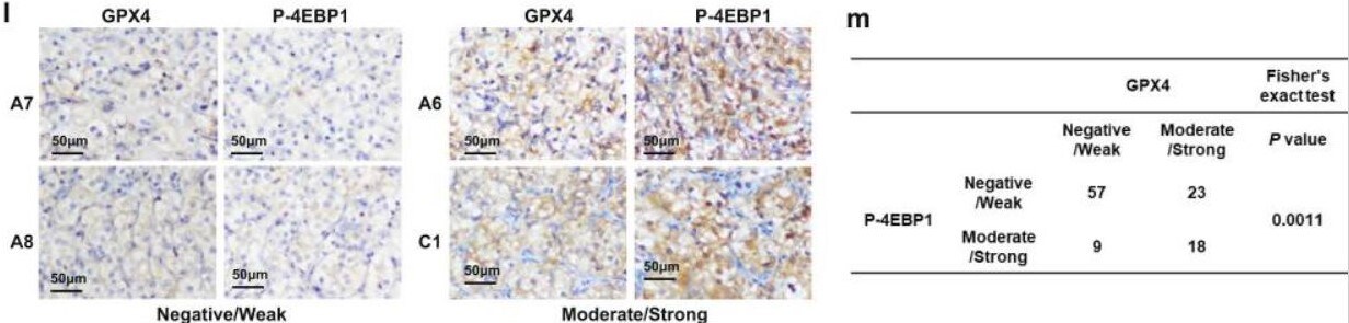 Glutathione Peroxidase 4/GPX4 Antibody