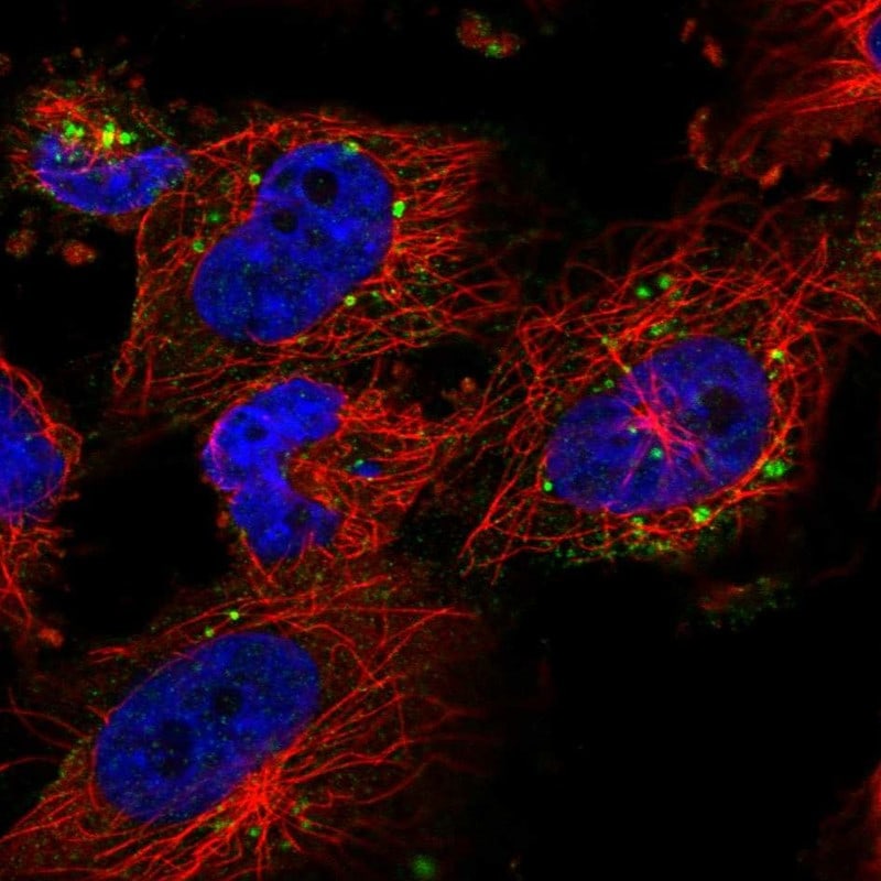 RPS6KC1 Antibody - BSA Free Immunocytochemistry/ Immunofluorescence: RPS6KC1 Antibody - BSA Free [NBP2-54999]