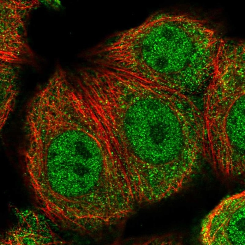 TRXR3 Antibody - BSA Free Immunocytochemistry/ Immunofluorescence: TRXR3 Antibody - BSA Free [NBP2-55016]