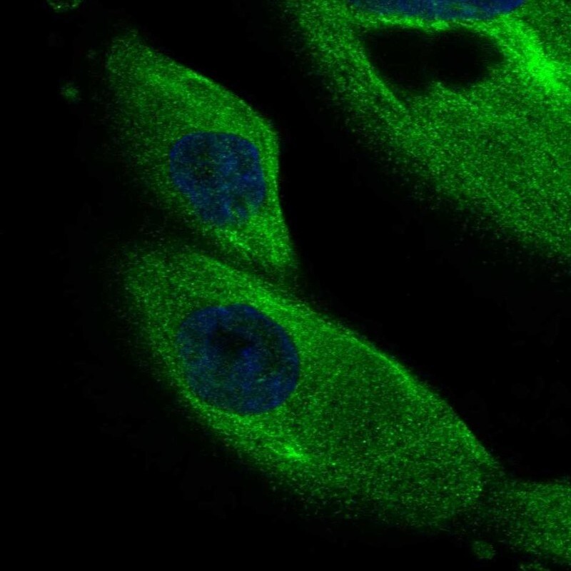 DCDC2 Antibody - BSA Free Immunocytochemistry/ Immunofluorescence: DCDC2 Antibody [NBP2-55048]
