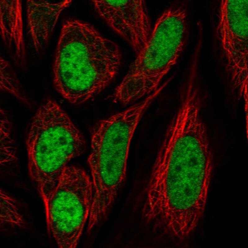 PPIL4 Antibody - BSA Free Immunocytochemistry/ Immunofluorescence: PPIL4 Antibody [NBP2-55080]