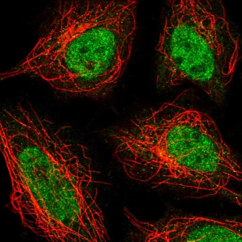 ZNF326 Antibody - BSA Free Immunocytochemistry/ Immunofluorescence: ZNF326 Antibody [NBP2-55094]