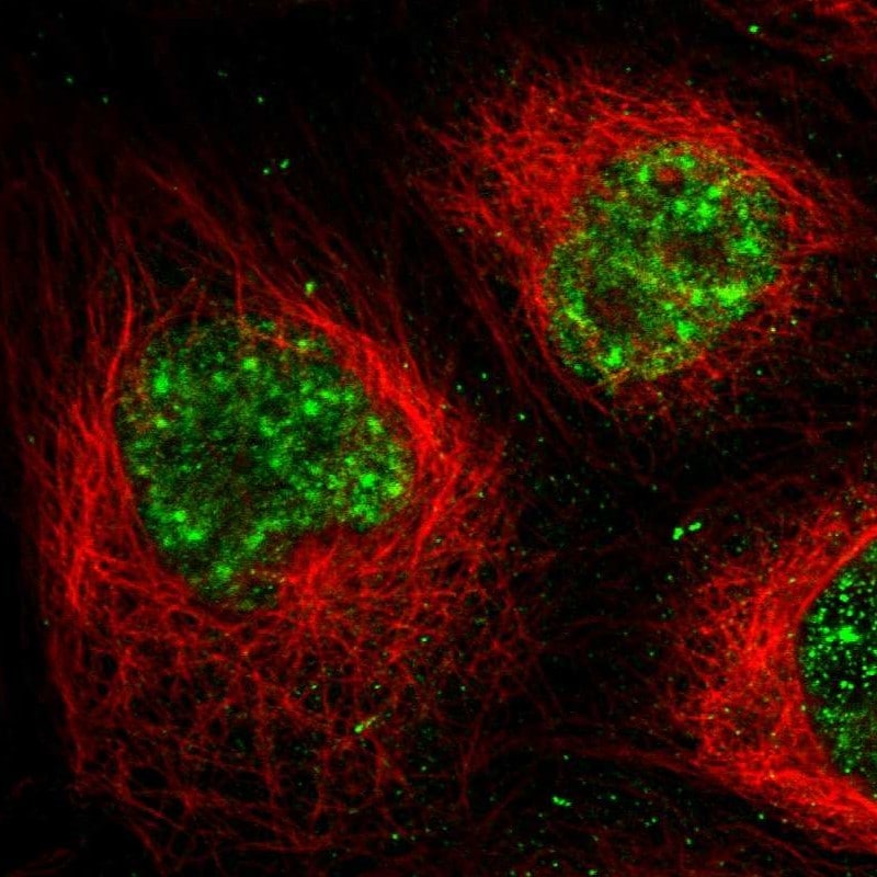 MPP1 Antibody - BSA Free Immunocytochemistry/ Immunofluorescence: MPP1 Antibody - BSA Free [NBP2-55110]