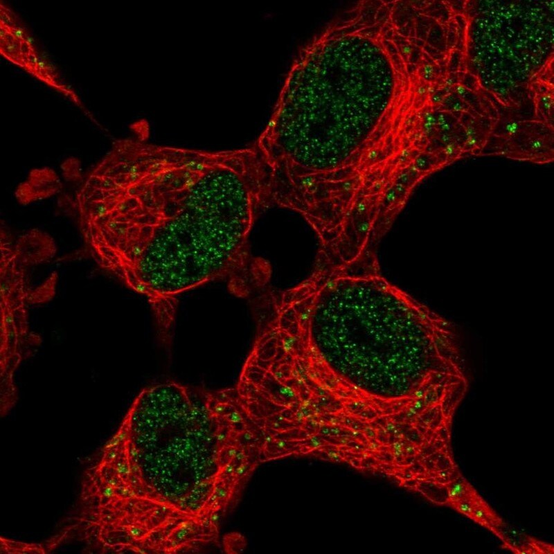 CDK5 Activator 1 Antibody - BSA Free Immunocytochemistry/ Immunofluorescence: CDK5 Activator 1 Antibody - BSA Free [NBP2-55112]