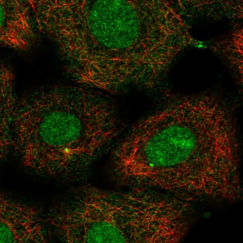 Kif2a Antibody - BSA Free Immunocytochemistry/ Immunofluorescence: Kif2a Antibody - BSA Free [NBP2-55116]