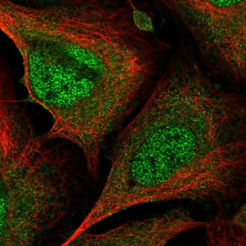 CrkL Antibody - BSA Free Immunocytochemistry/ Immunofluorescence: CrkL Antibody [NBP2-55130]