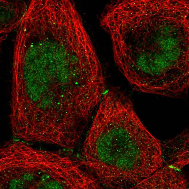 TR2/NR2C1 Antibody - BSA Free Immunocytochemistry/ Immunofluorescence: TR2/NR2C1 Antibody - BSA Free [NBP2-55132]
