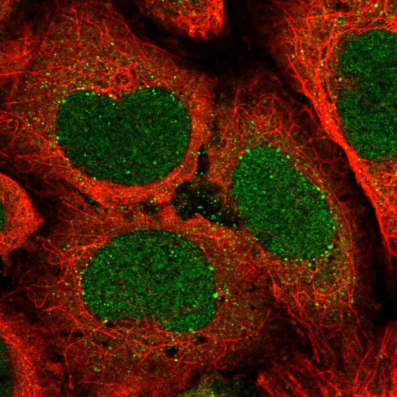 ATP6V1A Antibody - BSA Free Immunocytochemistry/ Immunofluorescence: ATP6V1A Antibody [NBP2-55164]
