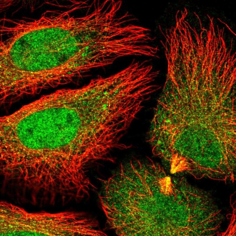 DNAJC8 Antibody - BSA Free Immunocytochemistry/ Immunofluorescence: DNAJC8 Antibody - BSA Free [NBP2-55251]