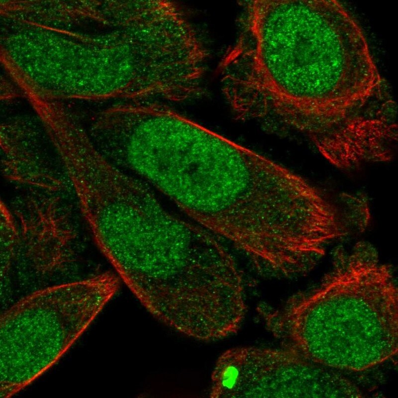 Epimorphin/Syntaxin 2 Antibody - BSA Free Immunocytochemistry/ Immunofluorescence: Epimorphin/Syntaxin 2 Antibody - BSA Free [NBP2-55283]