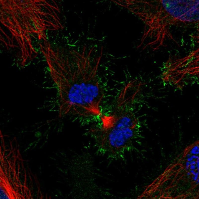 PSCA Antibody - BSA Free Immunocytochemistry/ Immunofluorescence: PSCA Antibody - BSA Free [NBP2-55295]