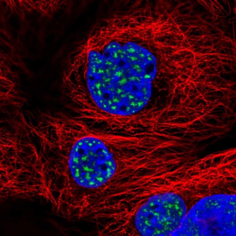SON Antibody - BSA Free Immunocytochemistry/ Immunofluorescence: SON Antibody [NBP2-55411]