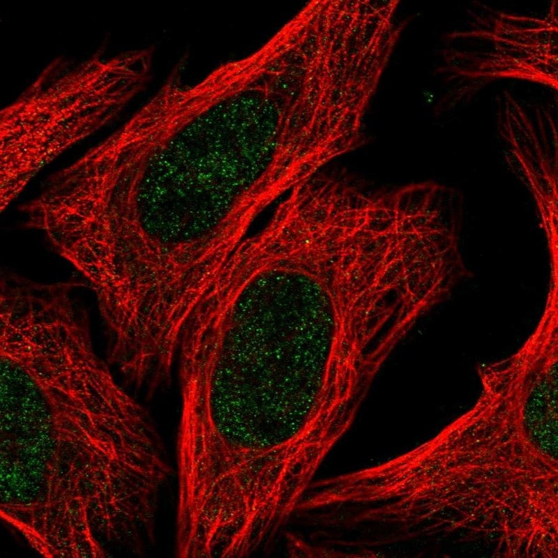 MgcRacGAP/RACGAP1 Antibody - BSA Free Immunocytochemistry/ Immunofluorescence: MgcRacGAP/RACGAP1 Antibody - BSA Free [NBP2-55429]