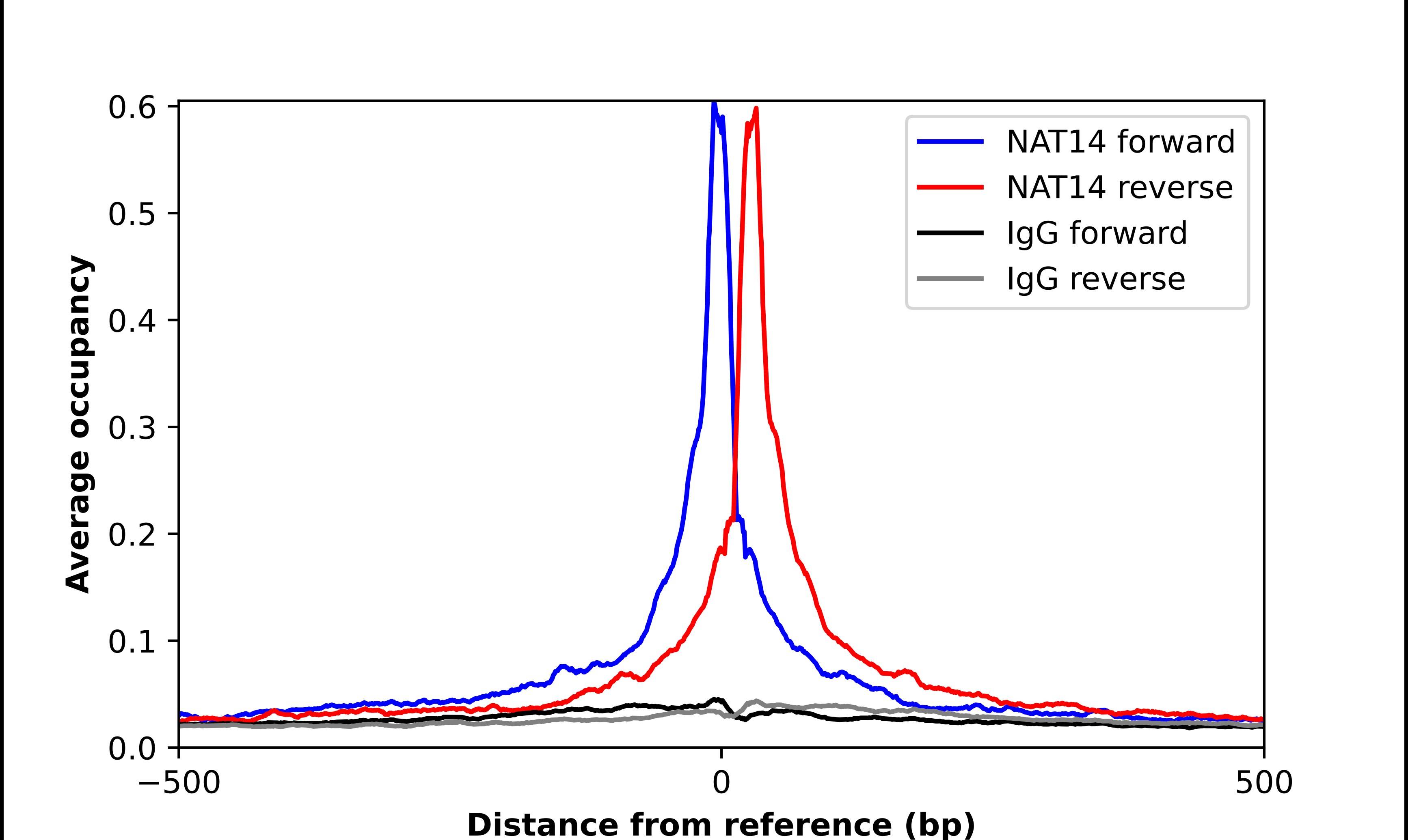 NAT14 Antibody - BSA Free Chromatin Immunoprecipitation ChIP: NAT14 Antibody - BSA Free