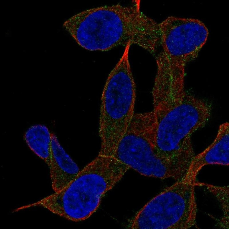 GAB2 Antibody - BSA Free Immunocytochemistry/ Immunofluorescence: GAB2 Antibody - BSA Free [NBP2-55547]