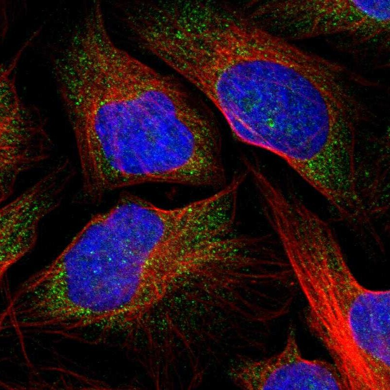 RGS2 Antibody - BSA Free Immunocytochemistry/ Immunofluorescence: RGS2 Antibody - BSA Free [NBP2-55551]