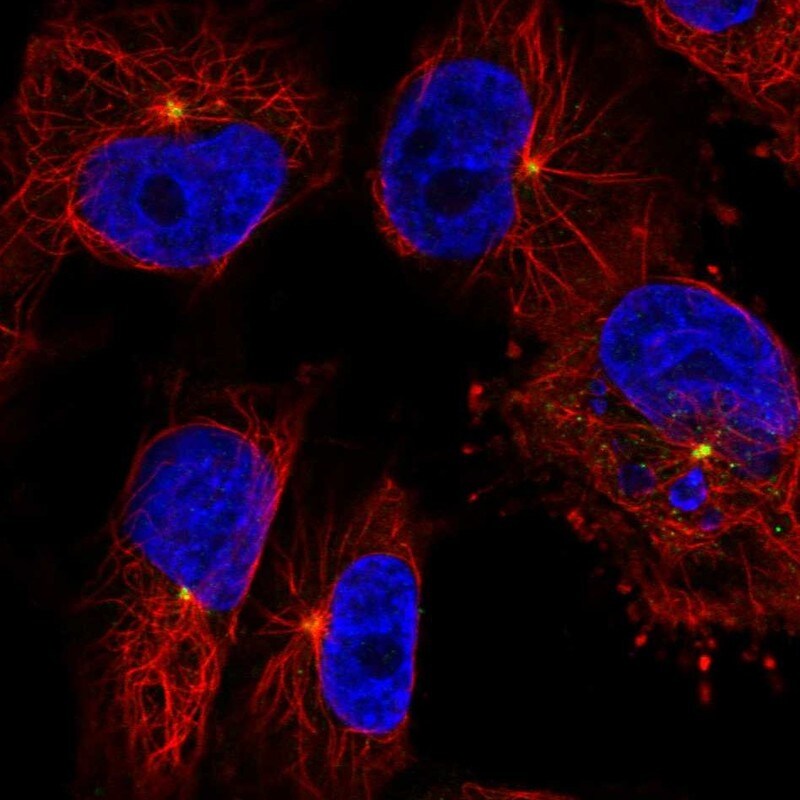CEP350 Antibody - BSA Free Immunocytochemistry/ Immunofluorescence: CEP350 Antibody - BSA Free [NBP2-55557]