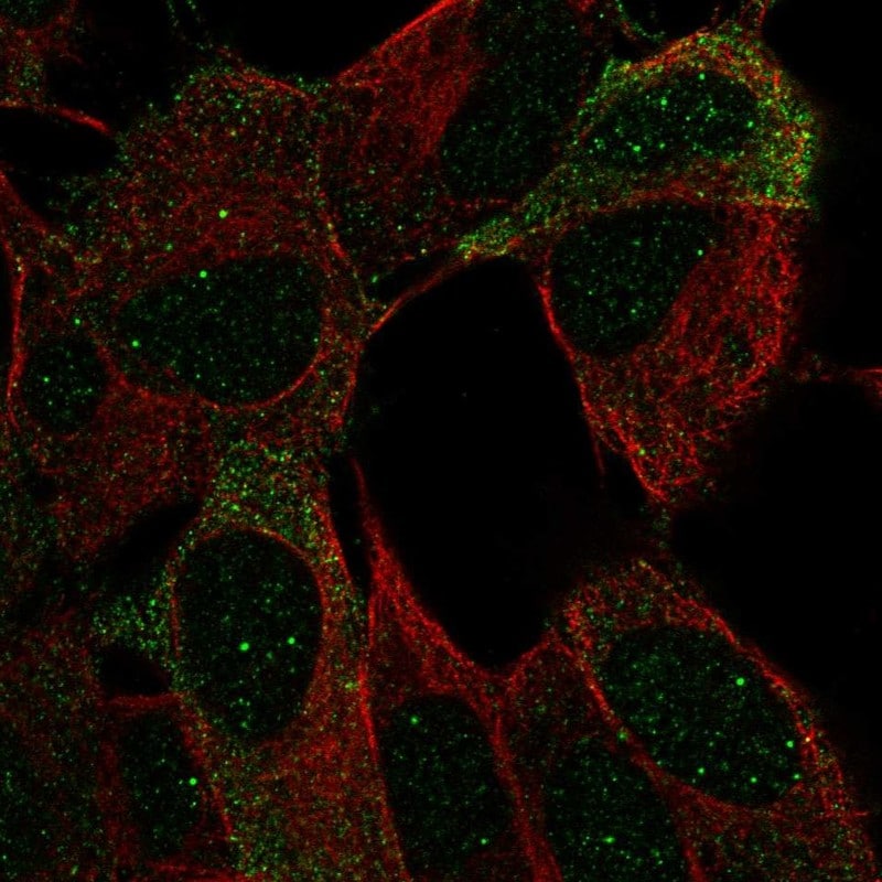 OCAM/NCAM2 Antibody - BSA Free Immunocytochemistry/ Immunofluorescence: OCAM/NCAM2 Antibody - BSA Free [NBP2-55559]