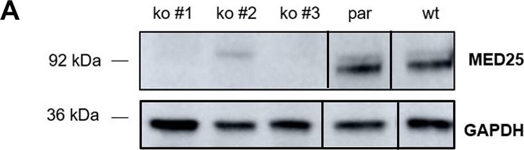 MED25 Antibody - BSA Free