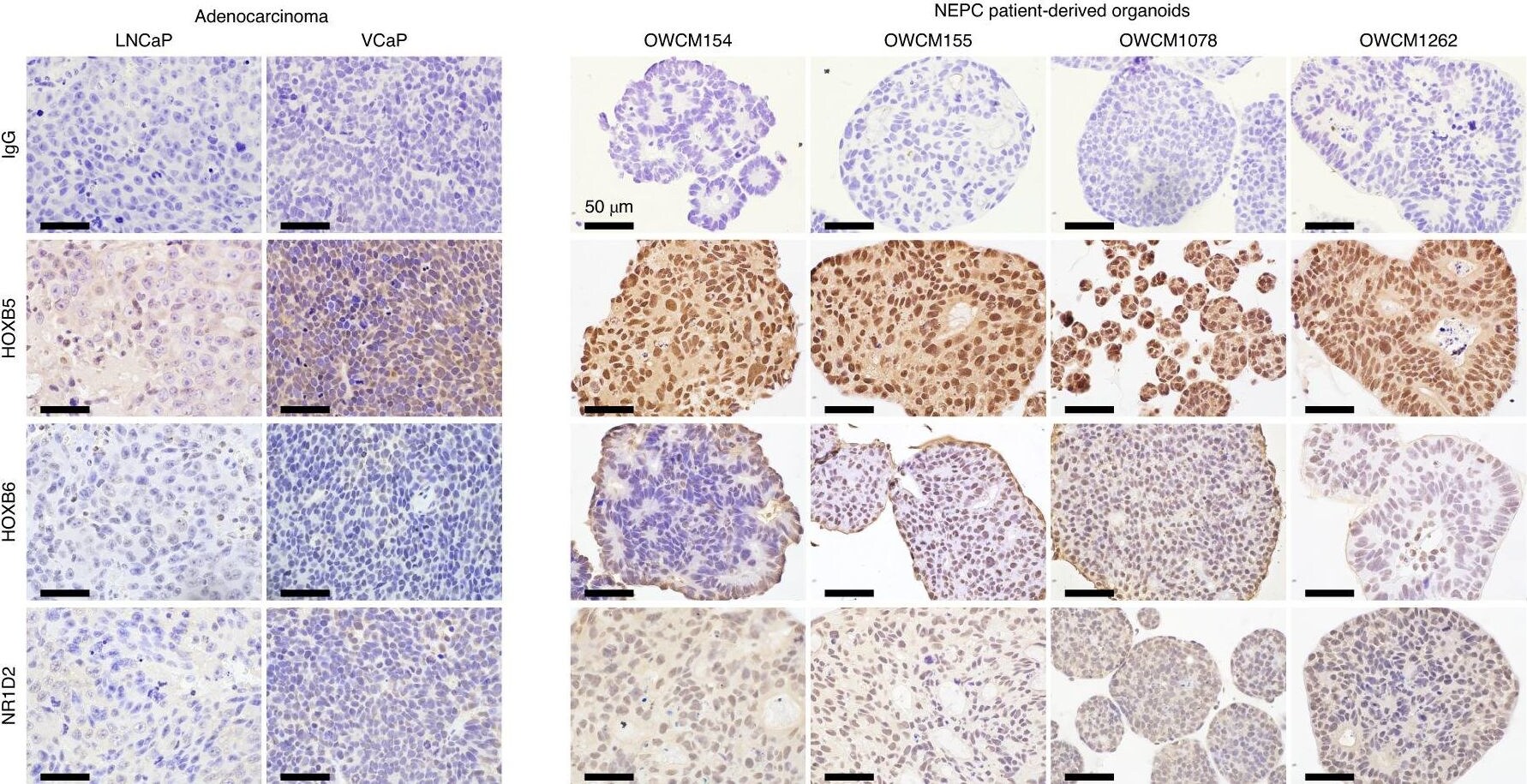 Rev-erb beta/NR1D2 Antibody