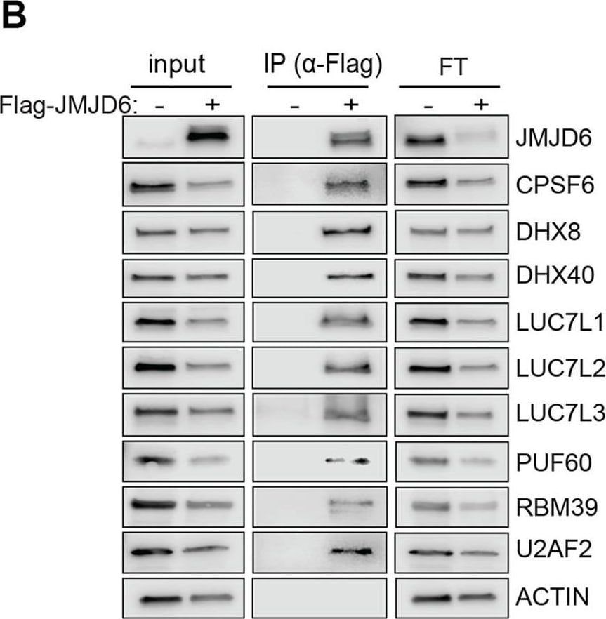 LUC7L Antibody - BSA Free