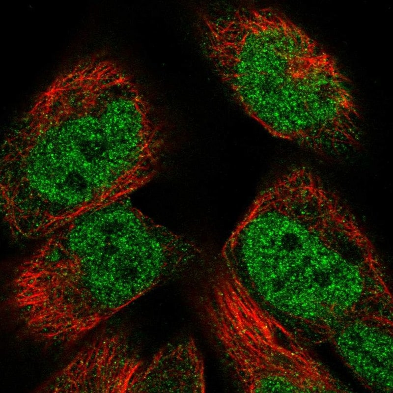 PM20D2 Antibody - BSA Free Immunocytochemistry/ Immunofluorescence: PM20D2 Antibody [NBP2-56435]
