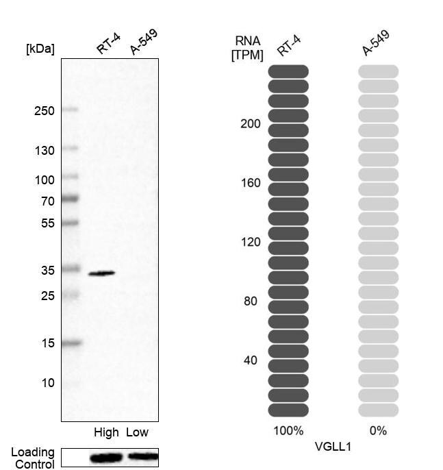 VGLL1 Antibody - BSA Free Western Blot: VGLL1 Antibody - BSA Free [NBP2-56505]