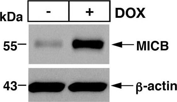 MICB Antibody - BSA Free