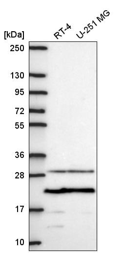 TMEPAI Antibody - BSA Free Western Blot: TMEPAI Antibody - BSA Free [NBP2-56657]