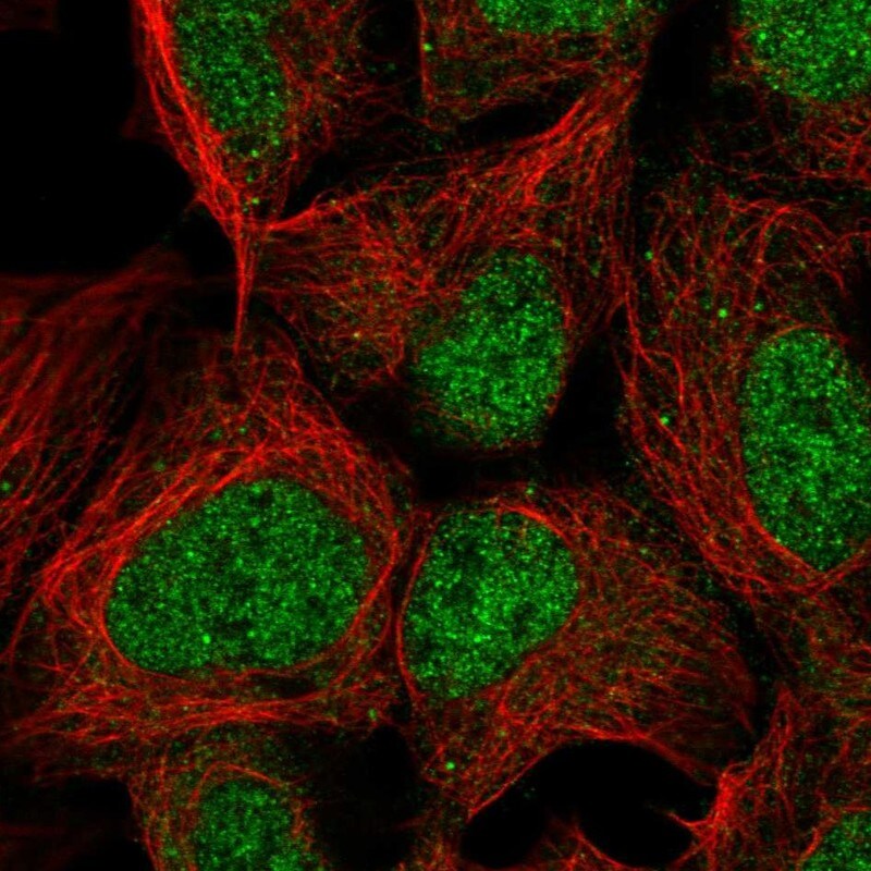 PMF1 Antibody - BSA Free Immunocytochemistry/ Immunofluorescence: PMF1 Antibody - BSA Free [NBP2-56734]