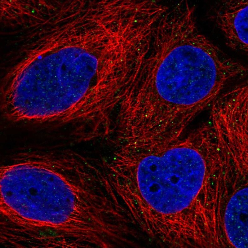 FAM3B Antibody - BSA Free Immunocytochemistry/ Immunofluorescence: FAM3B Antibody - BSA Free [NBP2-56789]