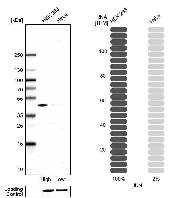 c-jun Antibody - BSA Free Western Blot: c-jun Antibody - BSA Free [NBP2-56932]
