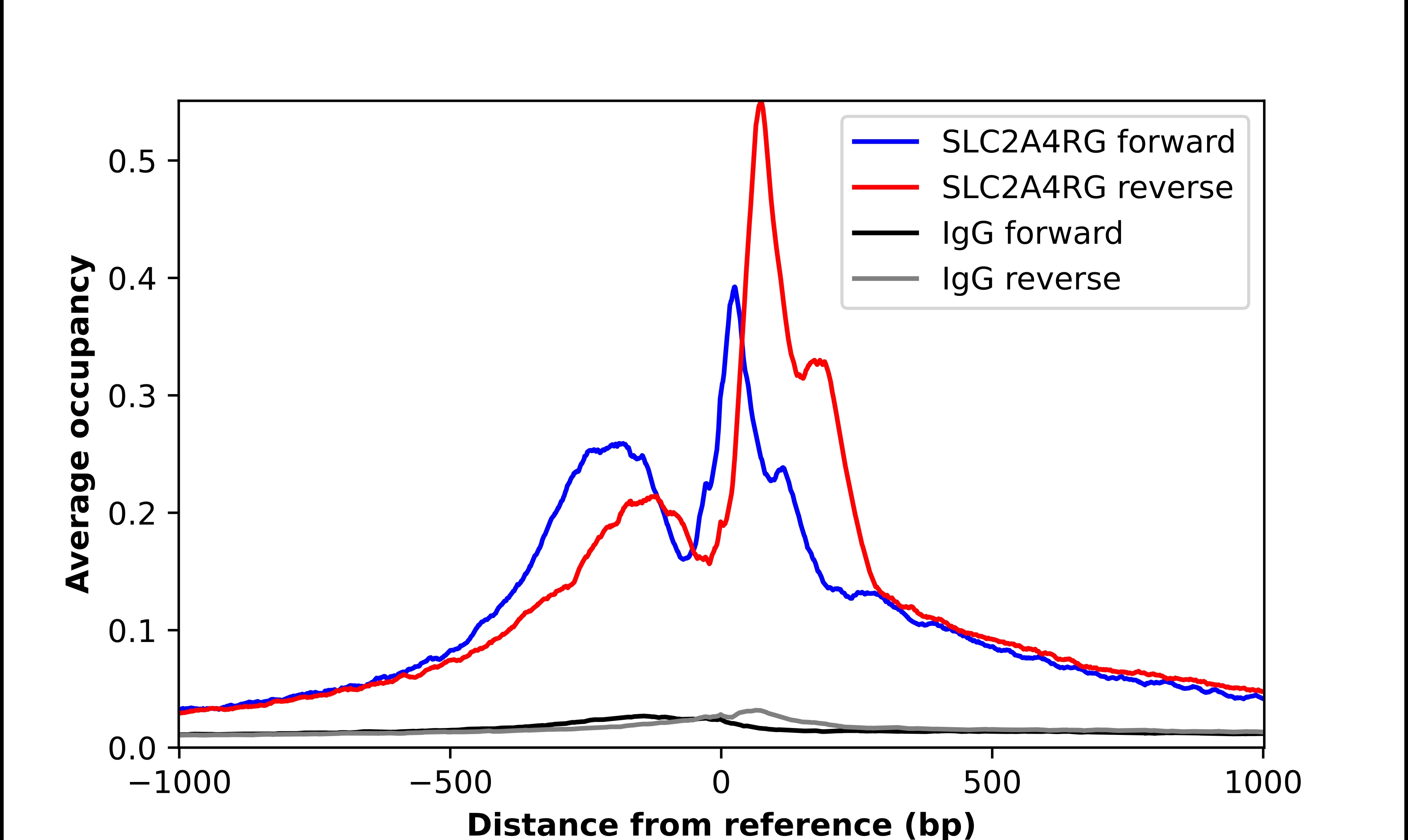 SLC2A4RG Antibody - BSA Free Chromatin Immunoprecipitation ChIP: SLC2A4RG Antibody - BSA Free