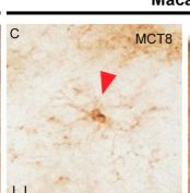 MCT8/SLC16A2 Antibody - BSA Free