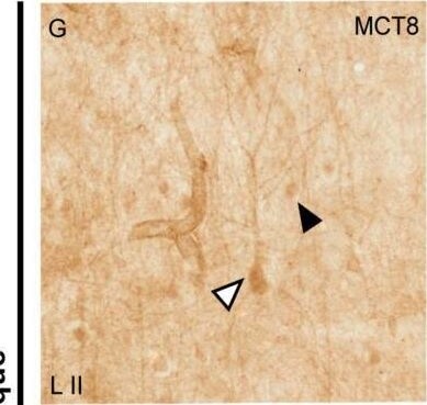 MCT8/SLC16A2 Antibody - BSA Free