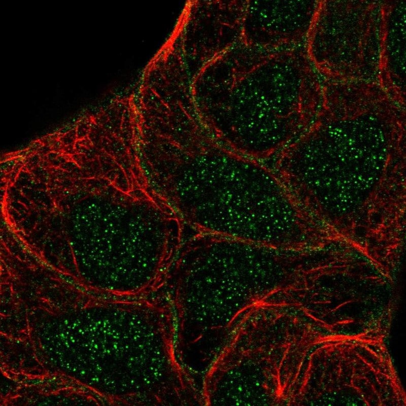 STYK1 Antibody - BSA Free Immunocytochemistry/ Immunofluorescence: STYK1 Antibody - BSA Free [NBP2-57429]
