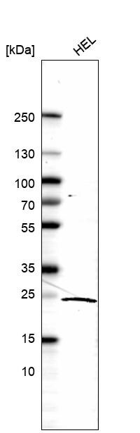 KLRG1 Antibody - BSA Free Western Blot: KLRG1 Antibody - BSA Free [NBP2-57506]