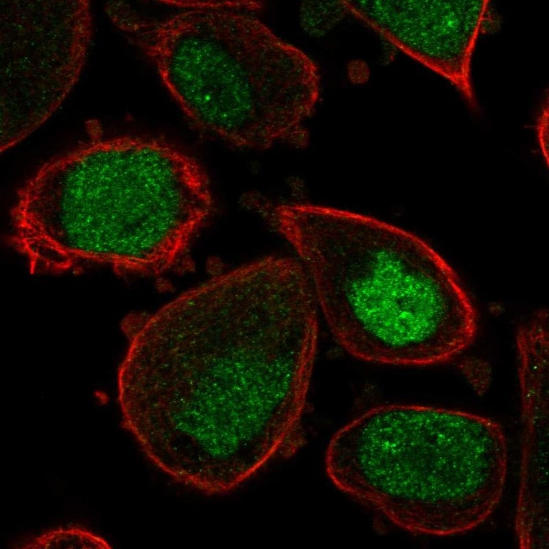 ASF1a Antibody - BSA Free Immunocytochemistry/ Immunofluorescence: ASF1a Antibody [NBP2-57608]