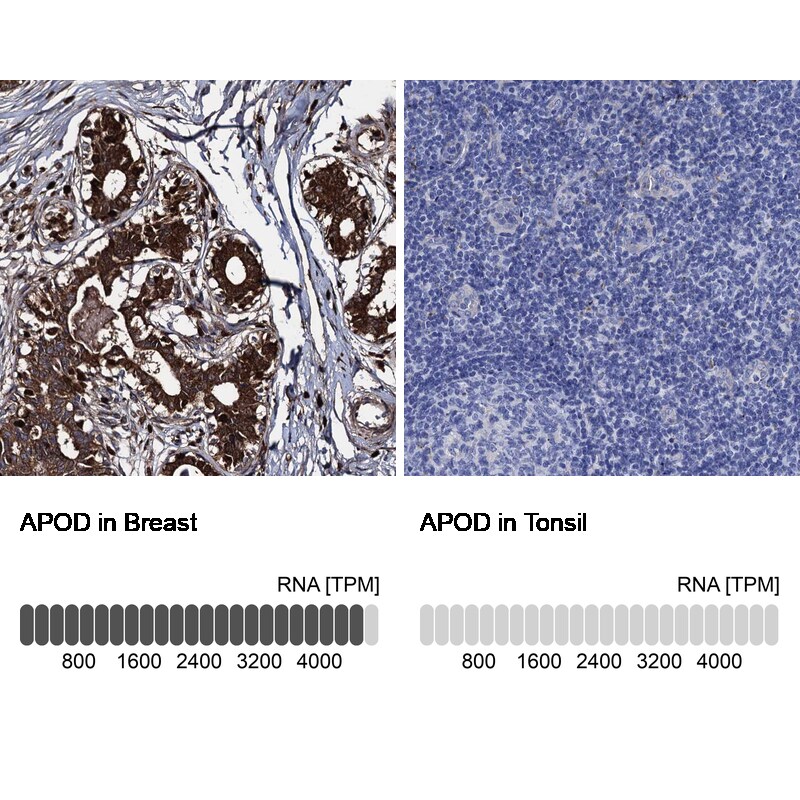 Apolipoprotein D Antibody - BSA Free Immunohistochemistry-Paraffin: Apolipoprotein D Antibody [NBP2-57684]