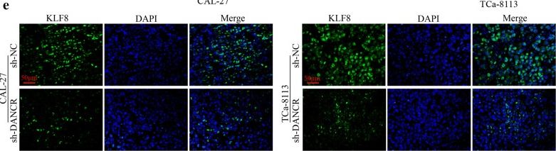 KLF8 Antibody - BSA Free