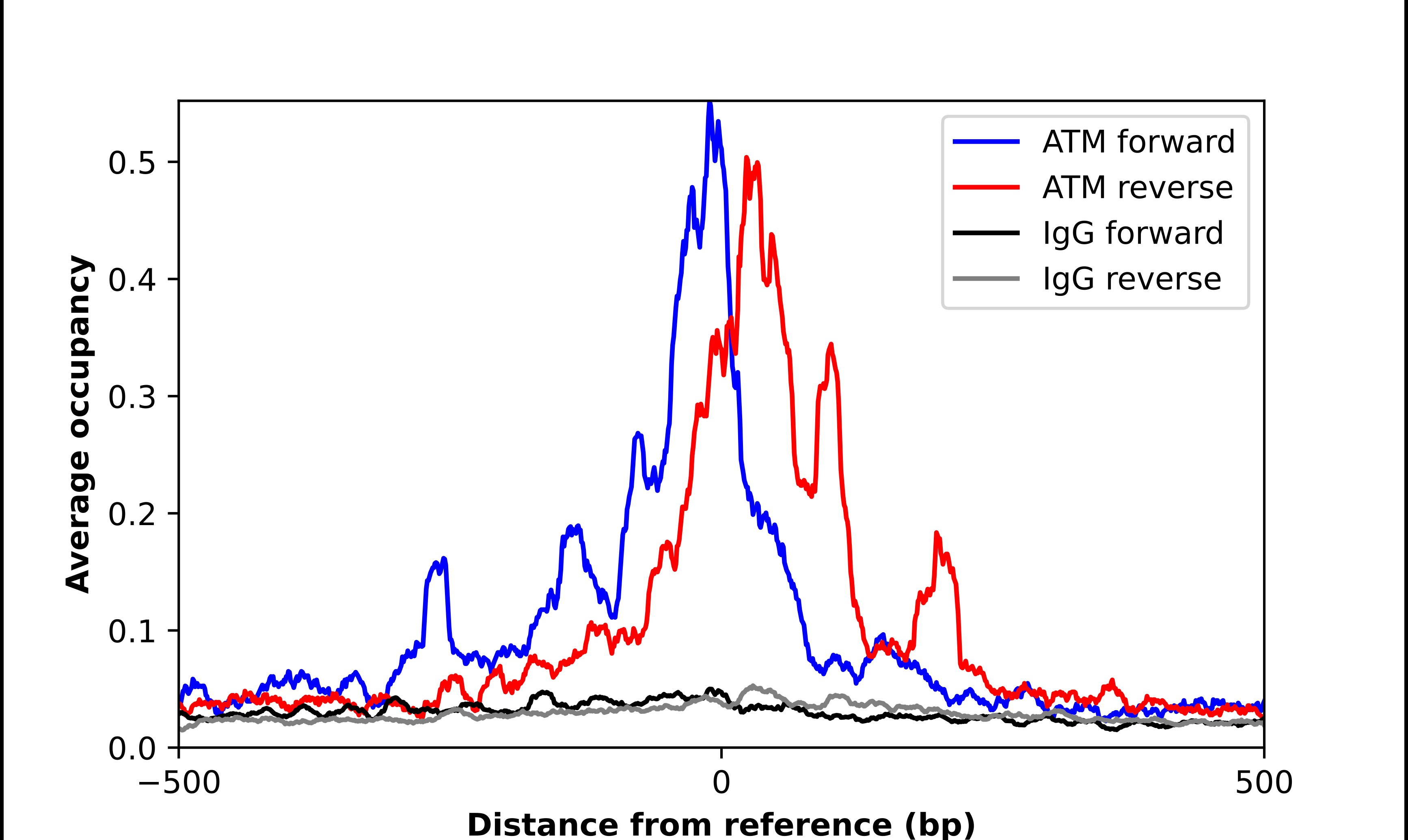 ATM Antibody - BSA Free Chromatin Immunoprecipitation-exo-Seq: ATM Antibody - BSA Free [NBP2-57867]