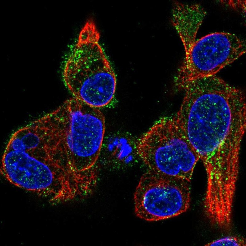 KiSS1R/GPR54 Antibody Immunocytochemistry/ Immunofluorescence: KiSS1R/GPR54 Antibody [KiSS1R/GPR54 Antibody]