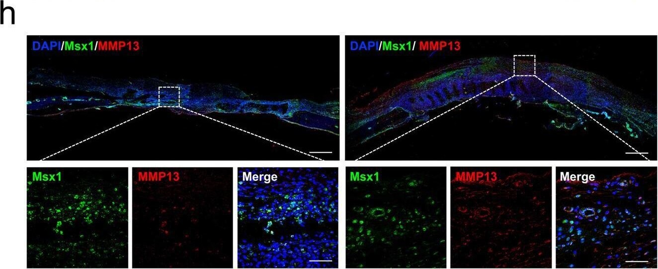 MSX1 Antibody - BSA Free
