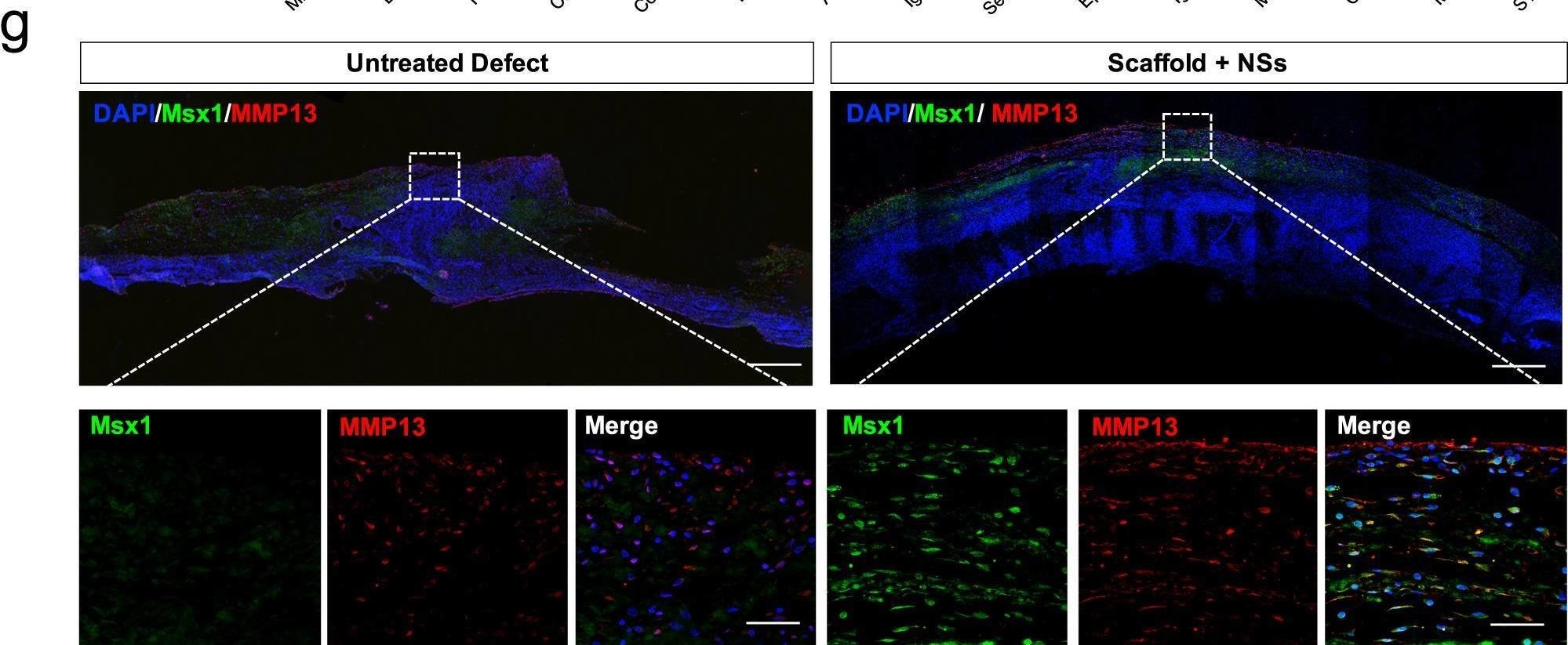 MSX1 Antibody - BSA Free