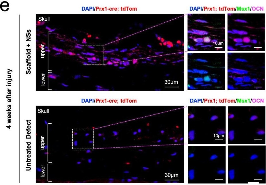 MSX1 Antibody - BSA Free
