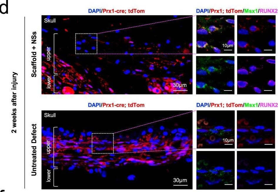 MSX1 Antibody - BSA Free
