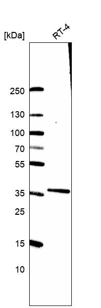 NUP37 Antibody - BSA Free Western Blot: NUP37 Antibody - BSA Free [NBP2-58005]