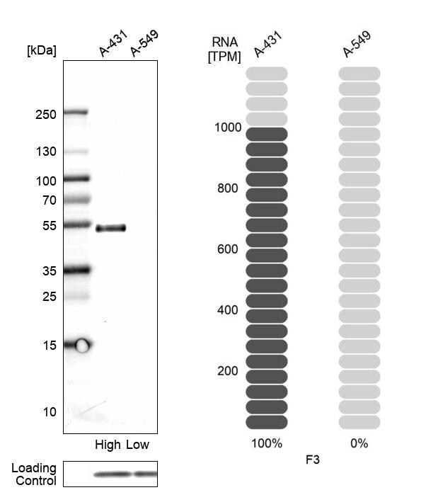 Coagulation Factor III/Tissue Factor Antibody - BSA Free Western Blot: Coagulation Factor III/Tissue Factor Antibody - BSA Free [NBP2-58054]