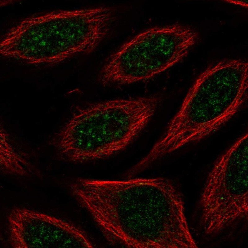 FAM130A1 Antibody - BSA Free Immunocytochemistry/ Immunofluorescence: FAM130A1 Antibody [NBP2-58064]