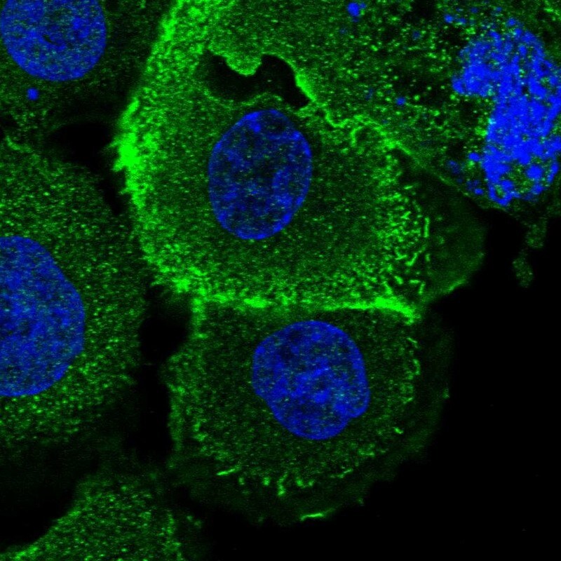 ROM1 Antibody - BSA Free Immunocytochemistry/ Immunofluorescence: ROM1 Antibody [NBP2-58068]
